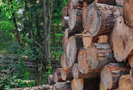 ASFOR: Se exporta peste 7 mil. metri cubi de produse din lemn, iar busteni sub un milion metri cubi