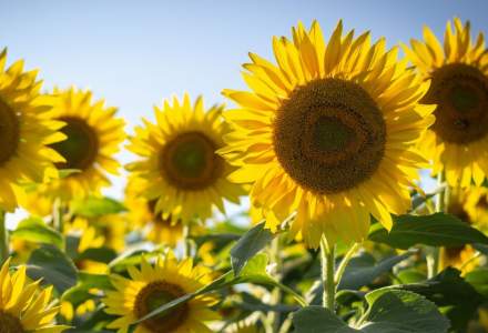 Top caracteristici ale hibrizilor de floarea-soarelui care vor garanta o productivitate crescută