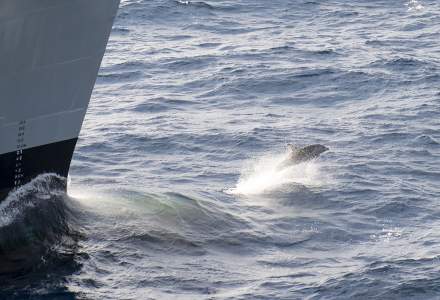 Rusia folosește delfini militari pentru apărarea bazei sale de la Marea Neagră