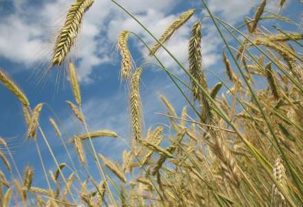 Constantin: Fermierii ar putea fi despagubiti din cauza secetei, insa numai dupa acordul CE