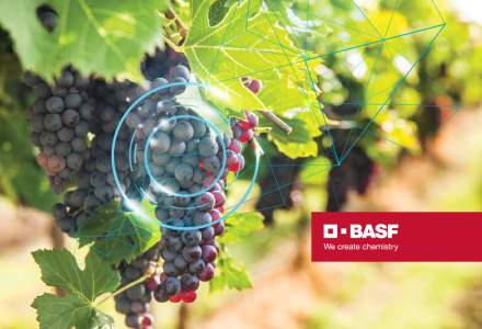 Digitalizarea sectorului local - transformarea care va decide succesul afacerilor vitivinicole