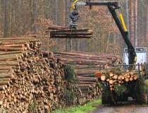 Industria lemnului, dominata...
