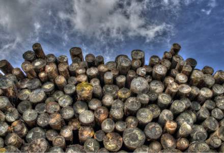 Exportul de lemn nu este suspendat: actul nu a trecut inca de Parlament