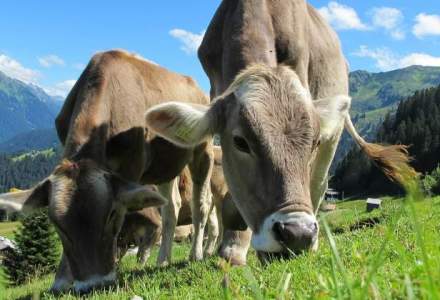 APIA sustine cu 40 mil. euro producatorii de lapte si carne