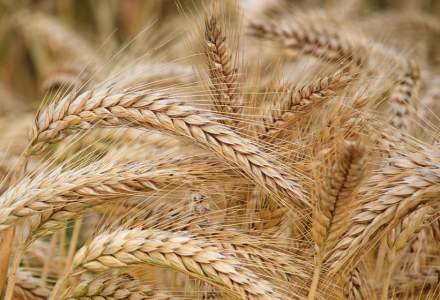 Blocaje în exporturile de cereale ale Ucrainei prin România și Polonia