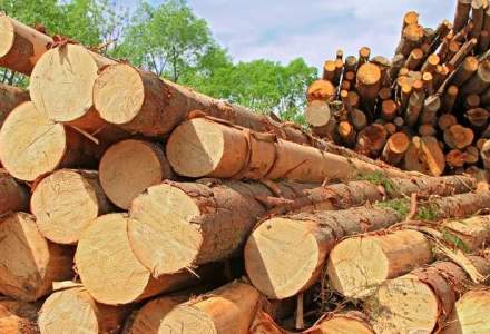 Ministerul Mediului a sesizat Parchetul instantei supreme in cazul Holzindustrie Schweighofer