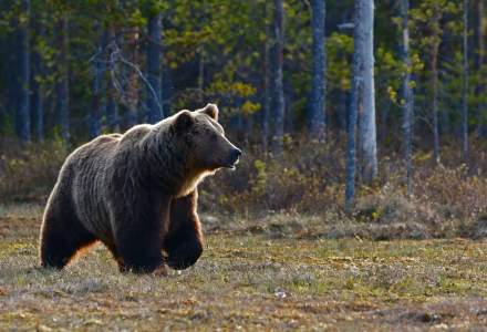 Primăria Bușteni vrea să gonească urșii din stațiune folosind laser și ultrasunete