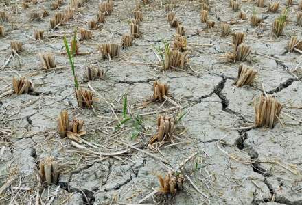 MADR: Suprafața totală afectată de secetă este de 106.389 hectare