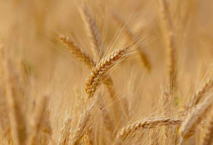 Ucraina a anunțat că va începe să exporte cereale pe mare săptămâna aceasta