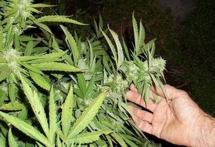 Barbat arestat dupa ce a cultivat 27 de kilograme de cannabis, pe care apoi le-a comercializat