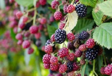 Romsilva estimeaza ca va valorifica in acest an 3.500 de tone de fructe de padure, in scadere cu 40%