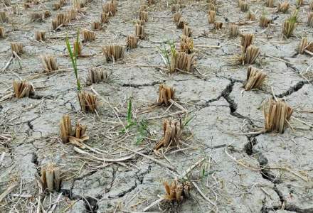 Comisia Europeană: Europa a înregistrat cea mai gravă secetă din cel puțin ultimii 500 de ani