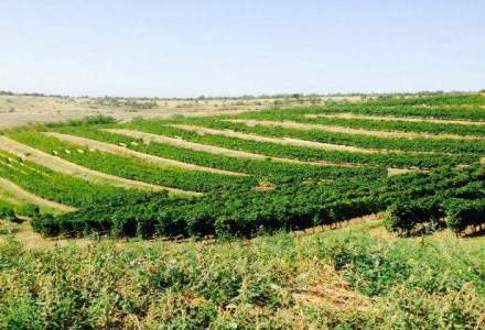 Crestere a vanzarilor de 3,5% pentru producatorul vinurilor S.E.R.V.E