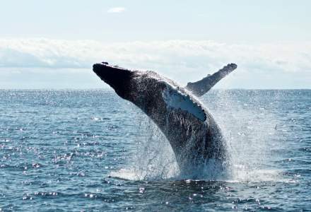 O barcă de observare a păsărilor, cu 11 pasageri, ar fi fost răsturnată de o balenă, în Noua Zeelandă