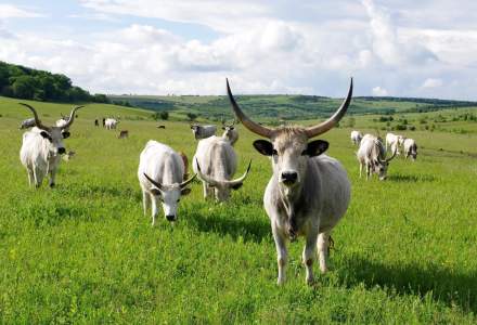 Ferma Cobor reintroduce sura de stepă, un tip de carne de vită aproape dispărut din România