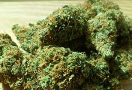 Circa 600 de grame de canabis, ridicate dupa perchezitii la suspecti de trafic de droguri in Constanta