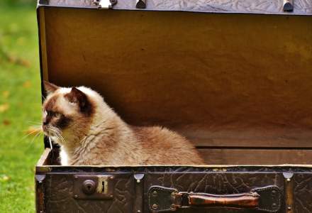 Ce încape într-o valiză: Angajații dintr-un aeroport au găsit o pisică la verificările cu raze X