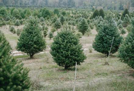 Romsilva scoate la vânzare aproape 31.000 de pomi de Crăciun, în 2022. Cât va costa un brad natural