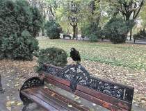 Parcul Cișmigiu: Păsările...