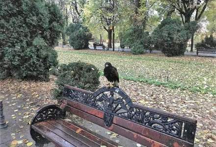 Parcul Cișmigiu: Păsările care fac mizerie în parc ar putea fi alungate cu ajutorul păsărilor de pradă