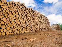 Holzindustrie, in fata...