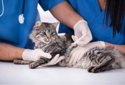 Monopol veterinar: Pretul tratamentelor pentru animale ar putea creste de cinci ori daca legislatia va fi schimbata