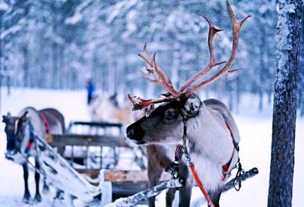 Uber „angajează” reni pentru cursele din Laponia