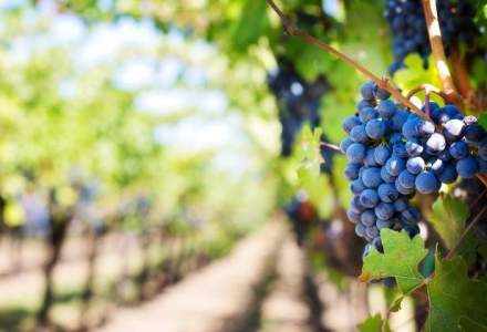 Vacante "imbatatoare": ce putere are turismul viticol in Romania