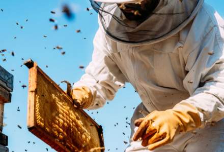 O companie care digitalizează industria apicolă intră pe piața din România