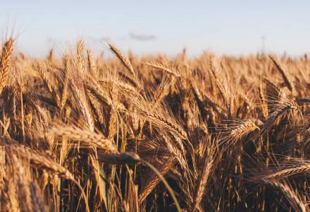 PSD va cere în coaliția de guvernare suspendarea importurilor de cereale din Ucraina