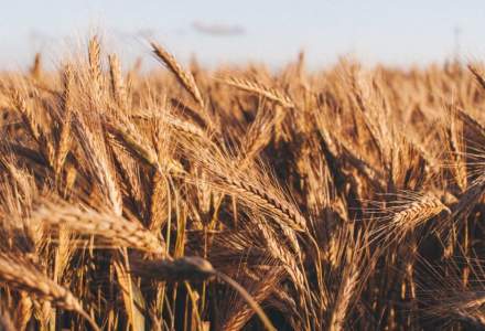 Importurile de cereale din Ucraina ar putea fi oprite până pe 5 iunie