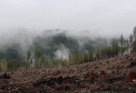 Regulament european împotriva defrișărilor. Ar urma să protejeze de tăieri și pădurile din România