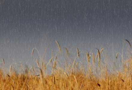 Ploile din ultima vreme par să salveze recoltele. Analiştii mizează pe revenirea producţiei de grâu a României