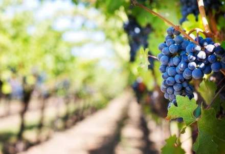 Marea Britanie va deveni exportator de vinuri peste cinci ani, incalzirea climatica favorizeaza cultivarea vitei de vie
