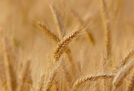 UE se așteaptă ca România și Franța să-și crească recoltele de grâu și rapiță
