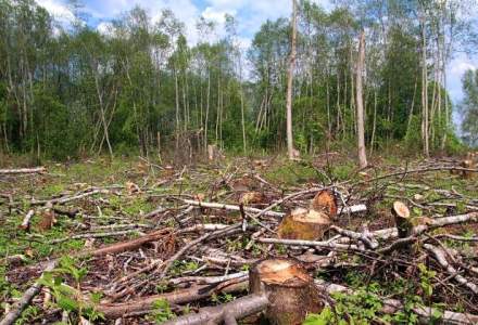 Cantitatea de lemn taiat ilegal confiscata a crescut cu 45% fata de anul trecut