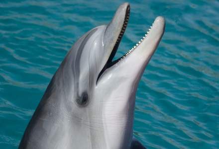 Rusia folosește delfini antrenați militar pentru a proteja baza din Sevastopol