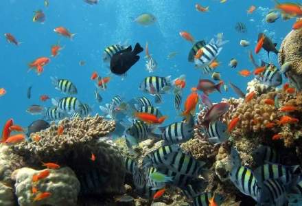 Peste 35% din Marea Bariera de Corali este distrusa ca urmare a inalbirii