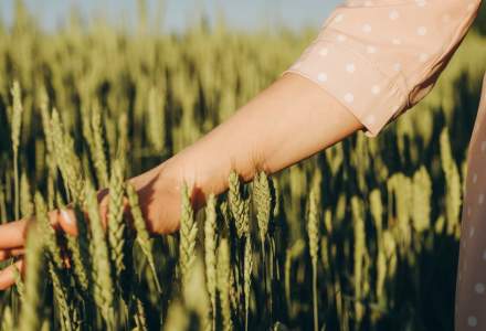 Cum crești randamentul culturii de cereale păioase – 4 aspecte-cheie de care să ții cont