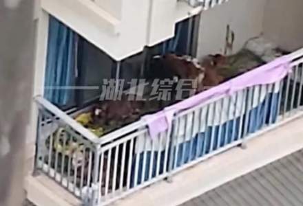 [VIDEO] Un chinez a încercat să crească vaci la bloc, pe balconul său de la etajul 5