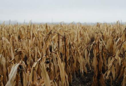 Seceta va afecta producția de porumb din sud-estul țării. Ce alte culturi vor mai fi lovite de valurile de caniculă