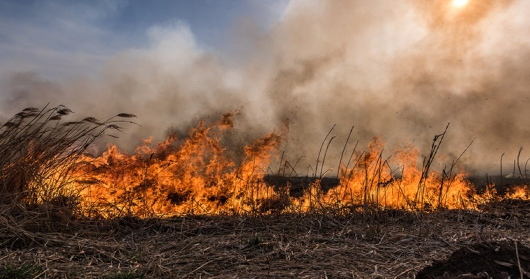 Incendiu in rezervatia Deltei Dunarii: sute de hectare de vegetatie au ars timp de 15 ore