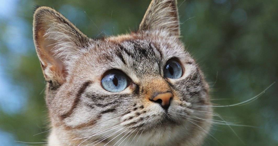 Parlamentul le pune gând rău felinelor din fața blocului: Un proiect de lege prevede ca pisicile considerate fără stăpân ar putea fi capturate, duse în adăposturi şi, după caz, eutanasiate