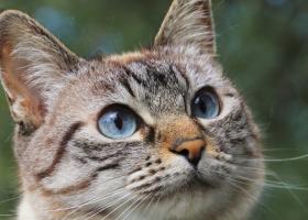 Parlamentul le pune gând rău felinelor din fața blocului: Un proiect de lege...