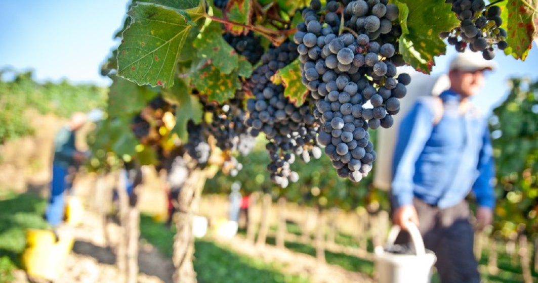 Productie de 4 mil. hectolitri de vin in acest an. Forta de munca sezoniera, principala problema