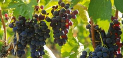 Oroș: Solicităm Comisiei Europene banii neaccesați de sectorul vitivinicol ca...