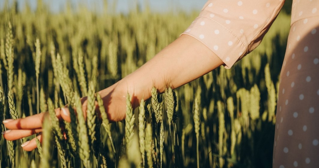 Cum crești randamentul culturii de cereale păioase – 4 aspecte-cheie de care să ții cont