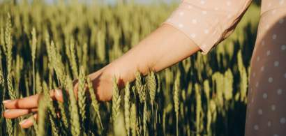 Cum crești randamentul culturii de cereale păioase – 4 aspecte-cheie de care...