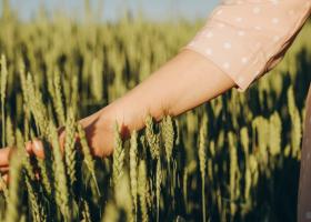 Cum crești randamentul culturii de cereale păioase – 4 aspecte-cheie de care...