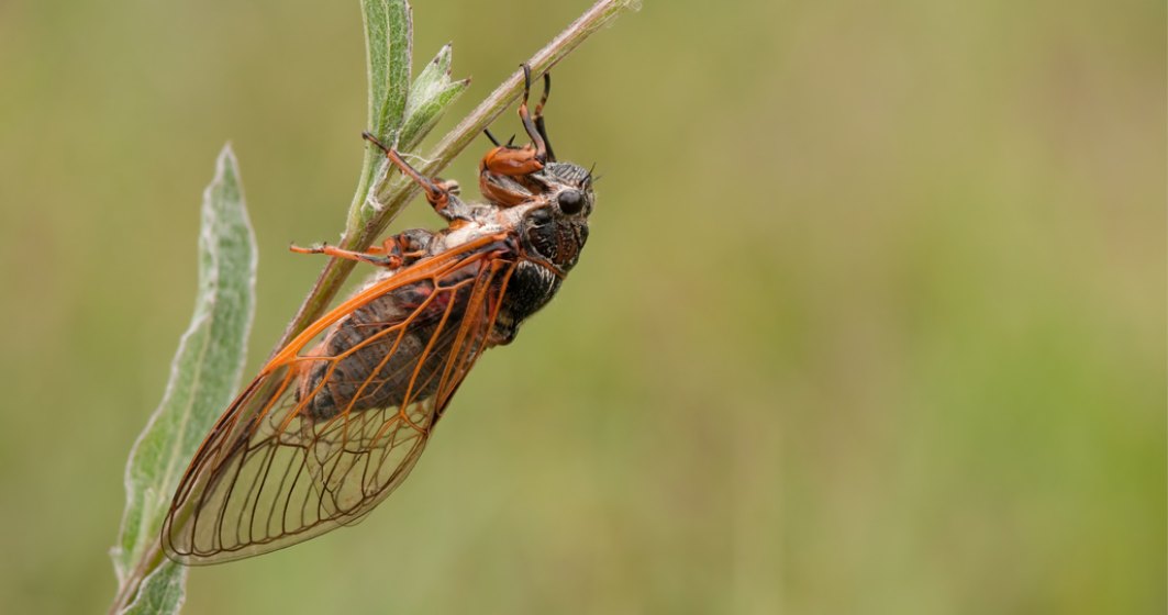 SUA: Un roi imens de cicade va ieși la suprafață